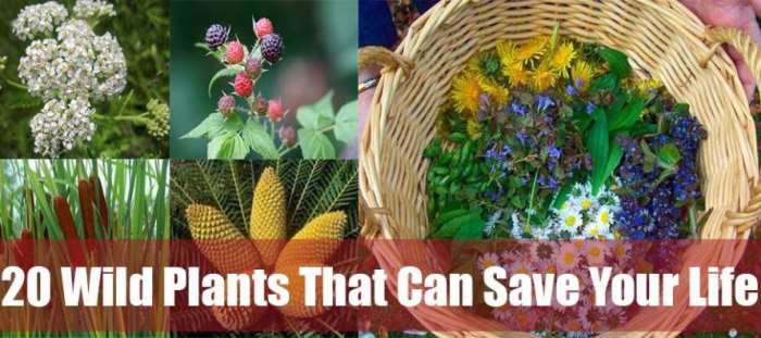 20-Wild-Plants-That-Can-Save-Your-Life-jpg-890x395